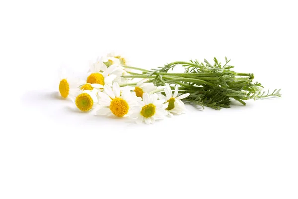 Άνθη Χαμομηλιού Απομονωμένο Λευκό Φόντο — Φωτογραφία Αρχείου