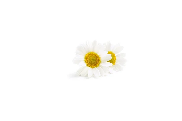 Chamomile Flowers Isolated White Background — Stock Photo, Image