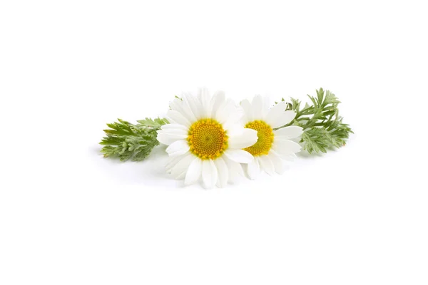 Rumianek Kwiaty Izolowanym Białym Tle — Zdjęcie stockowe