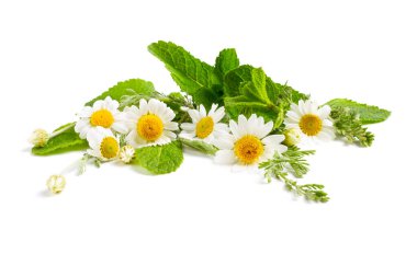 İzole edilmiş beyaz arkaplanda papatya çiçekleri.