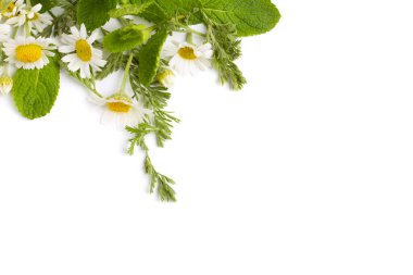 İzole edilmiş beyaz arkaplanda papatya çiçekleri.