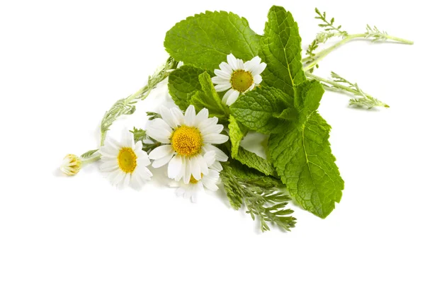 Chamomile Flowers Isolated White Background — Stock Photo, Image