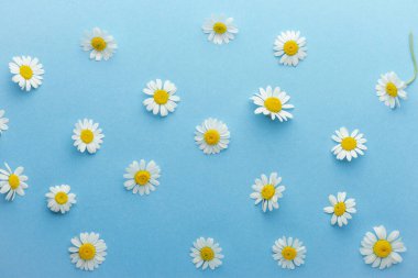 Mavi arkaplanda papatya çiçeği kompozisyonu.