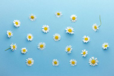 Mavi arkaplanda papatya çiçeği kompozisyonu.