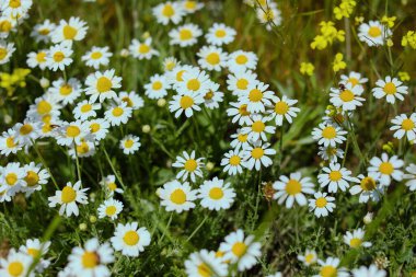 Çiçek açan papatya çiçeği tarlası.