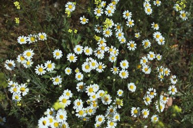 Çiçek açan papatya çiçeği tarlası.