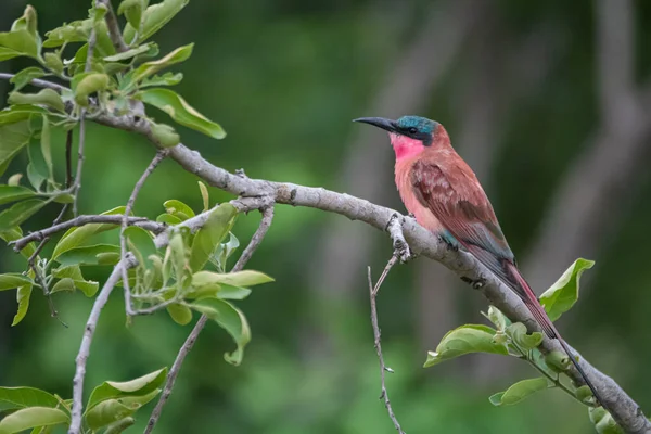 Belle Rouleau Européen Posant Sur Une Succursale Kruger — Photo