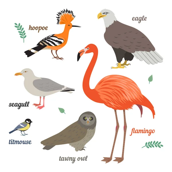 Conjunto de aves — Archivo Imágenes Vectoriales