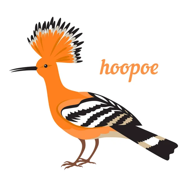 Illustration vectorielle de Hoopoe . — Image vectorielle