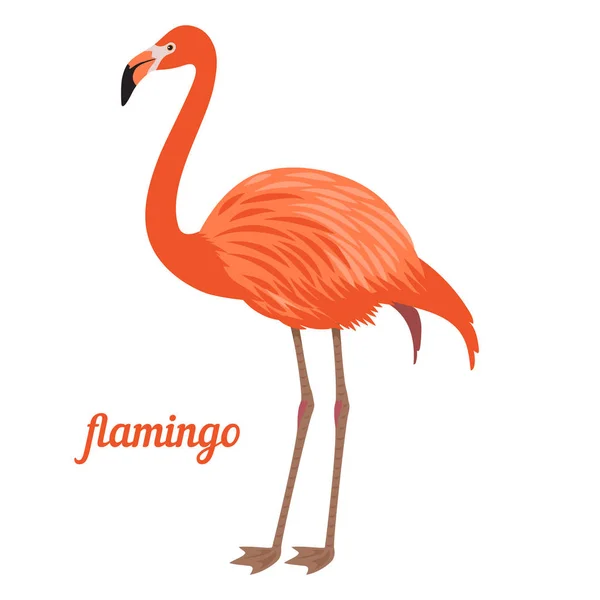 Vektor illustration av flamingo — Stock vektor