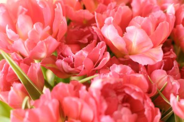 Bir buket lale yakın plan.