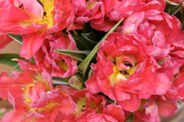 Bir buket lale yakın plan.