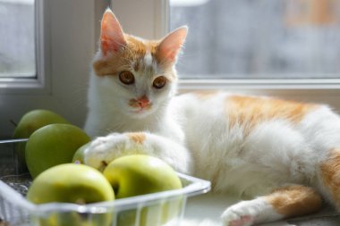 Kedi yeşil elmaların yanındaki pencere pervazında yatıyor..