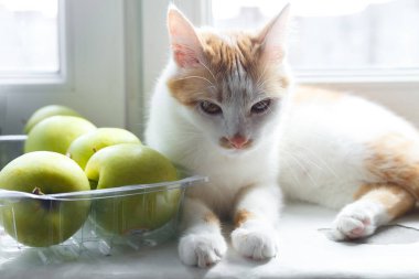 Kedi yeşil elmaların yanındaki pencere pervazında yatıyor..