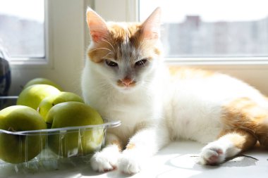 Kedi yeşil elmaların yanındaki pencere pervazında yatıyor..