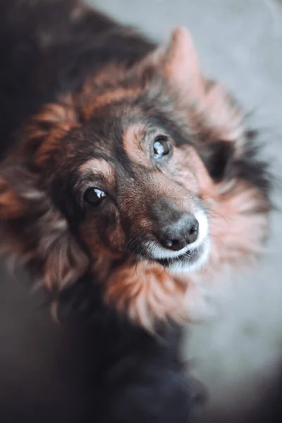 Ein Streunender Hund Blickt Direkt Die Linse — Stockfoto