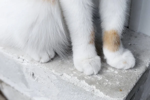 Paw of a white cat with red spots close-up. Pattern on the paws.