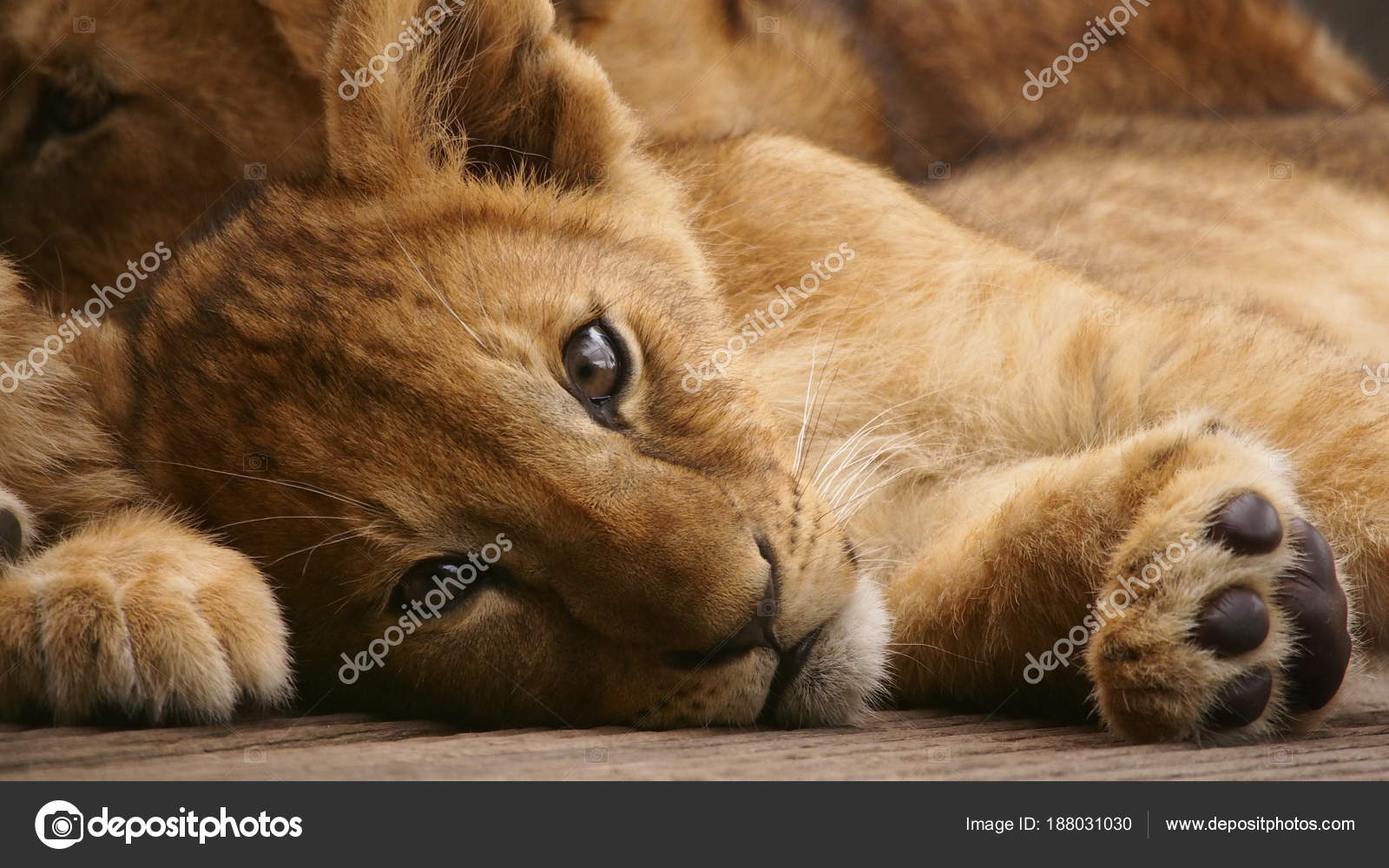 lionceau photographie mrisv 188031030