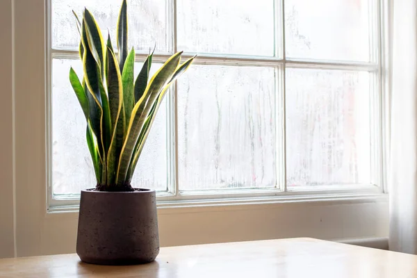 Snake plant next to a window, in a beautifully designed interior. — Stock Photo, Image