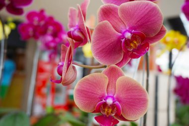 Pembe falaenopsis orkide çiçeği. Genellikle ay orkidesi ya da kelebek orkidesi olarak bilinir. Phalaenopsis amabilis.