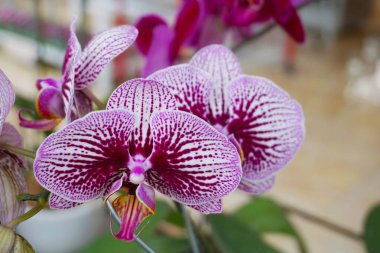 Pembe orkide bulanık arkaplanda izole edilmiş. Pembe falaenopsis orkidesinin yakın çekimi