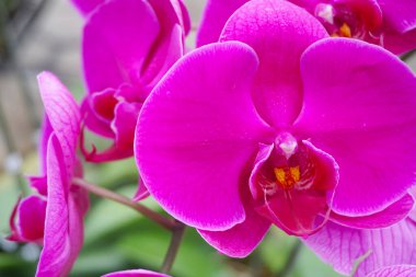 Mor orkide bulanık arkaplanda izole edilmiş. Mor falaenopsis orkidesinin yakın çekimi