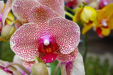 Orkide bulanık arkaplanda izole edilmiş. Phalaenopsis orkidesine yakın çekim. Pembe çizgili beyaz falaenopsis