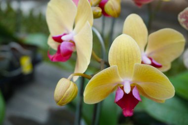 Sarı orkide bulanık arkaplanda izole edilmiş. Sarı falaenopsis orkidesinin yakın çekimi .