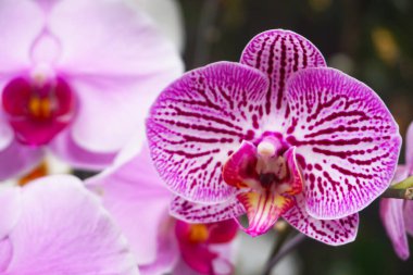 Mor orkide bulanık arkaplanda izole edilmiş. Mor falaenopsis orkidesinin yakın çekimi