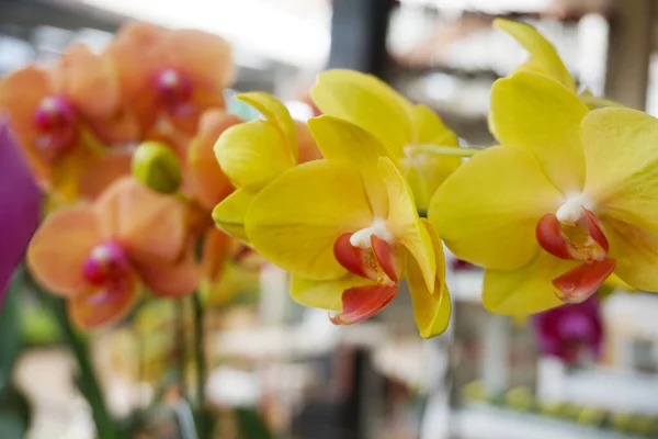 yellow orchid isolated on blur background. Closeup of yellow phalaenopsis orchid .