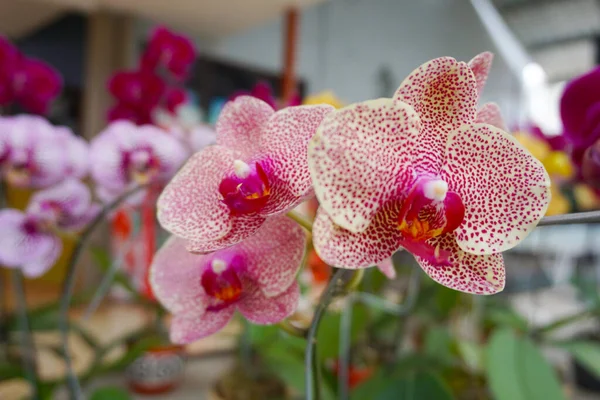 Orkide bulanık arkaplanda izole edilmiş. Phalaenopsis orkidesine yakın çekim. Pembe çizgili beyaz falaenopsis