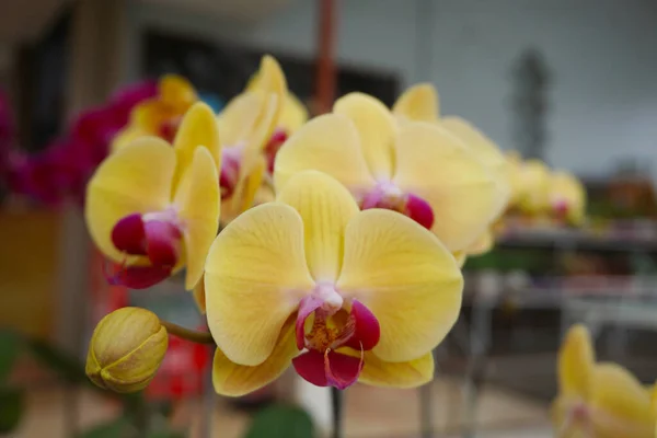 yellow orchid isolated on blur background. Closeup of yellow phalaenopsis orchid