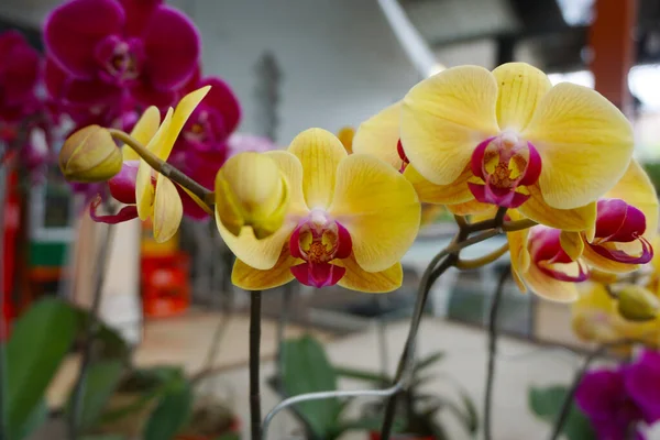 yellow orchid isolated on blur background. Closeup of yellow phalaenopsis orchid