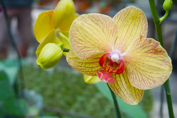 yellow orchid isolated on blur background. Closeup of yellow phalaenopsis orchid .