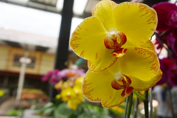 yellow orchid isolated on blur background. Closeup of yellow phalaenopsis orchid .