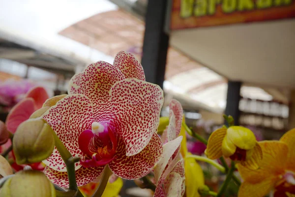 Orkide bulanık arkaplanda izole edilmiş. Phalaenopsis orkidesine yakın çekim. Pembe çizgili beyaz falaenopsis