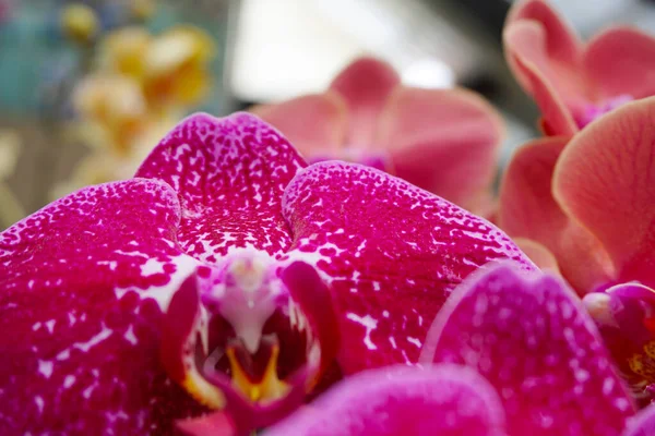 Розовая Орхидея Выделена Фоне Размытости Крупный План Розовой Фаленопсии Орхидеи — стоковое фото