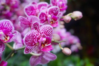 Mor orkide bulanık arkaplanda izole edilmiş. Mor falaenopsis orkidesinin yakın çekimi