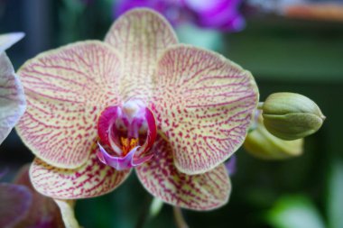 Sarı orkide bulanık arkaplanda izole edilmiş. Sarı falaenopsis orkidesinin yakın çekimi .