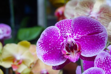 Mor orkide bulanık arkaplanda izole edilmiş. Mor falaenopsis orkidesinin yakın çekimi