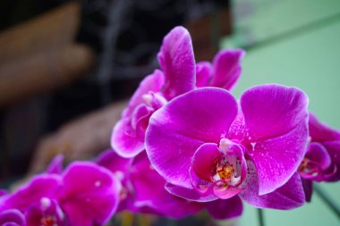 Mor orkide bulanık arkaplanda izole edilmiş. Mor falaenopsis orkidesinin yakın çekimi