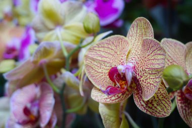 Orkide bulanık arkaplanda izole edilmiş. Phalaenopsis orkidesine yakın çekim. Pembe çizgili beyaz falaenopsis