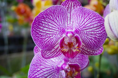 Mor orkide bulanık arkaplanda izole edilmiş. Mor falaenopsis orkidesinin yakın çekimi