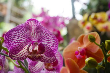 Mor orkide bulanık arkaplanda izole edilmiş. Mor falaenopsis orkidesinin yakın çekimi