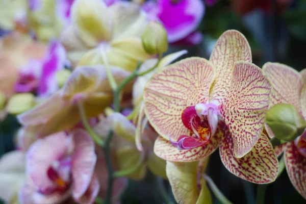 Orkide bulanık arkaplanda izole edilmiş. Phalaenopsis orkidesine yakın çekim. Pembe çizgili beyaz falaenopsis