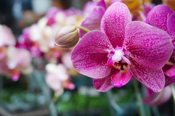 Фиолетовая Орхидея Выделена Фоне Размытости Крупный План Фиолетовой Фаленопсисовой Орхидеи — стоковое фото