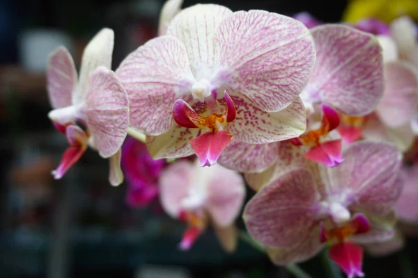 Orkide bulanık arkaplanda izole edilmiş. Phalaenopsis orkidesine yakın çekim. Pembe çizgili beyaz falaenopsis