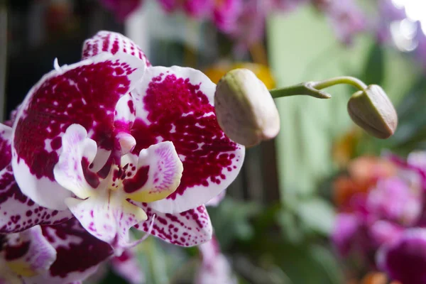 Orchidée Blanche Isolée Sur Fond Flou Gros Plan Orchidée Phalaenopsis — Photo