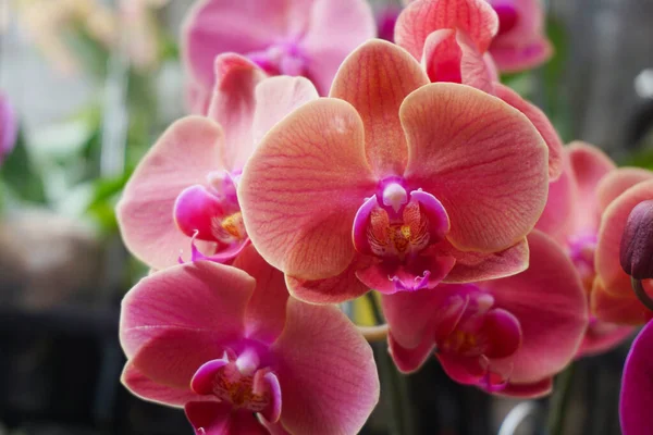 Pembe falaenopsis orkide çiçeği. Genellikle ay orkidesi ya da kelebek orkidesi olarak bilinir. Phalaenopsis amabilis.