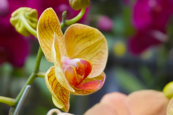 Sarı orkide bulanık arkaplanda izole edilmiş. Sarı falaenopsis orkidesinin yakın çekimi. Phalaenopsis sarı kırmızı çizgili melez.